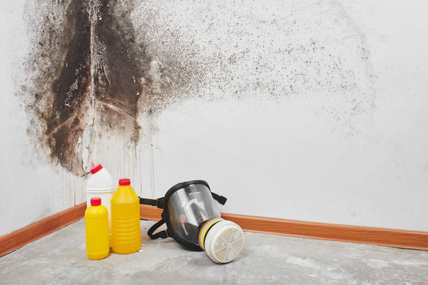 Best Mold Testing and Inspection Services in Labasas, CA