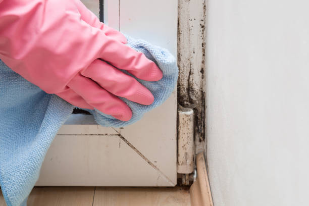 Best Kitchen Mold Remediation in Labasas, CA