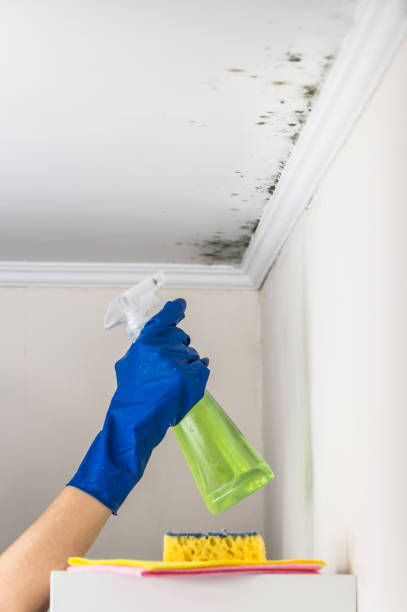 Best Basement Mold Remediation in Labasas, CA